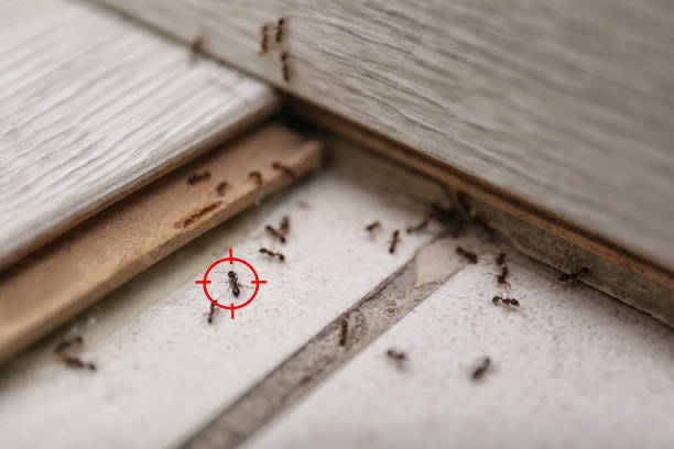 Best Spider Control Near Me  in Jellico, TN
